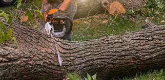 Best Tree Risk Assessment  in Palos Park, IL