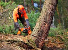 Best Arborist Consultation Services  in Palos Park, IL