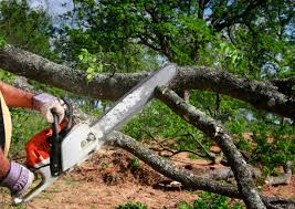 Best Root Management and Removal  in Palos Park, IL