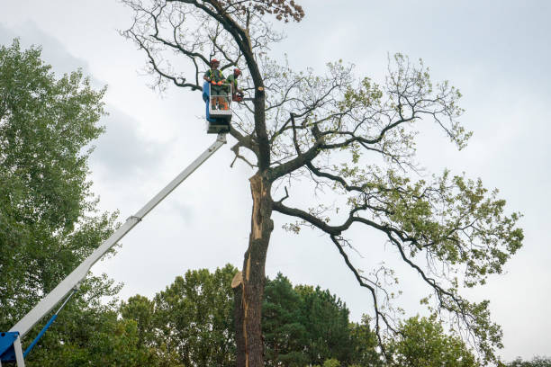 Best Hazardous Tree Removal  in Palos Park, IL