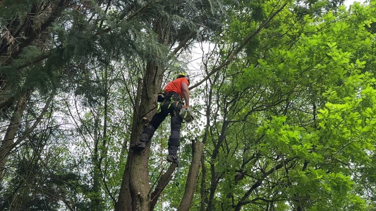 Best Tree Mulching  in Palos Park, IL