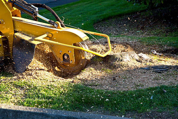 Best Stump Grinding and Removal  in Palos Park, IL