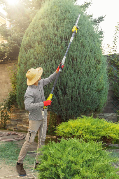 Trusted Palos Park, IL  Tree Services Experts