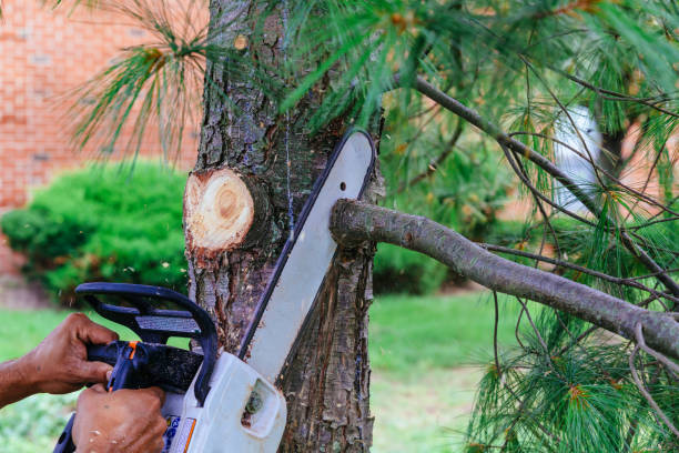 Best Tree Maintenance Programs  in Palos Park, IL